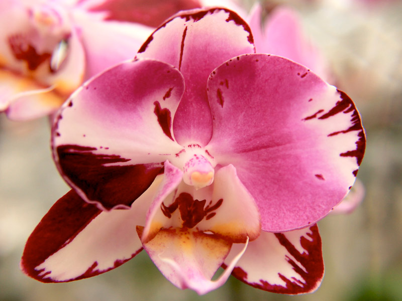 Aprenda o jeito certo de regar sua orquídea