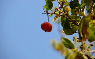 Posso ter frutíferas em vasos?