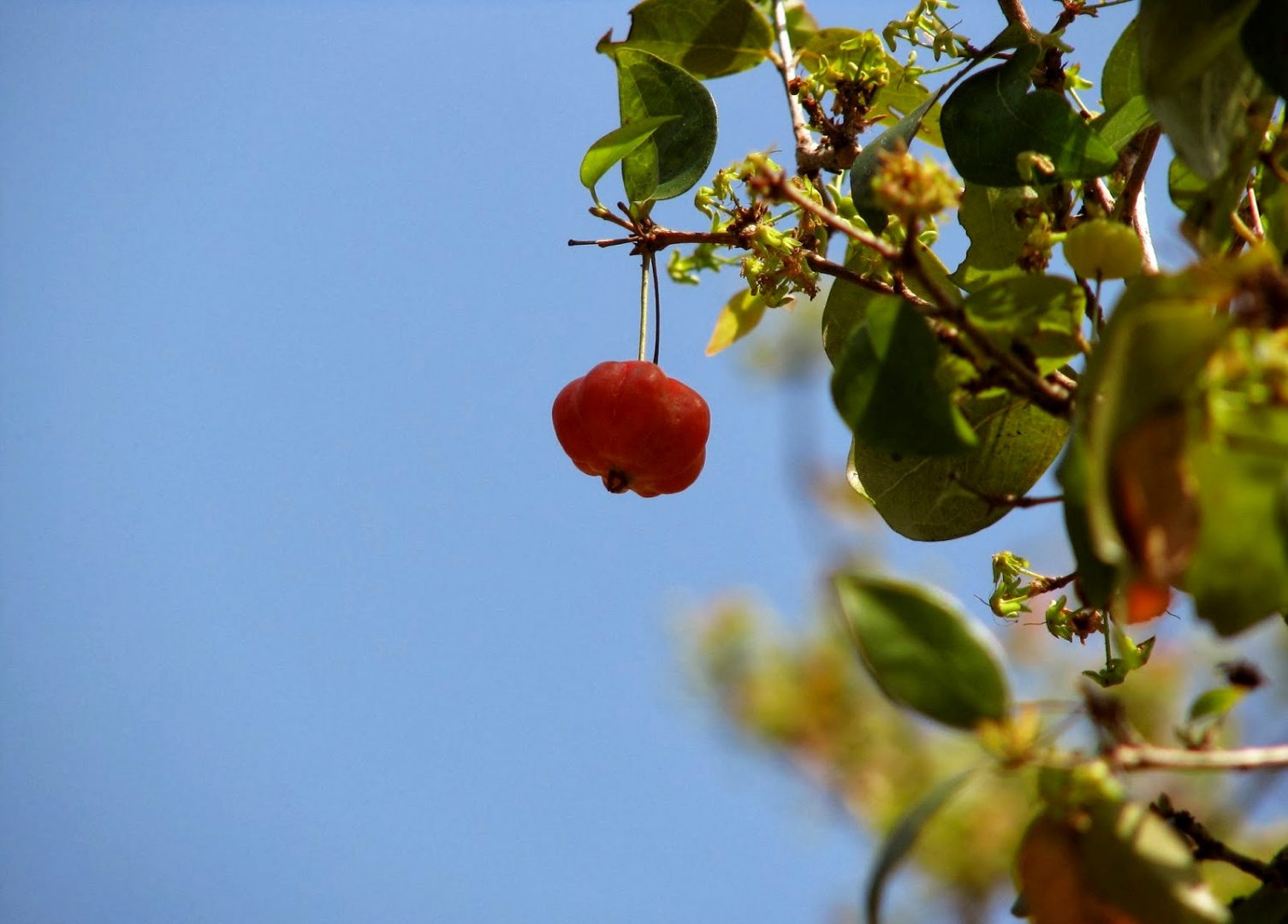 Posso ter frutíferas em vasos?