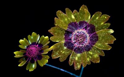 Fotógrafo consegue capturar a luz invisível das flores