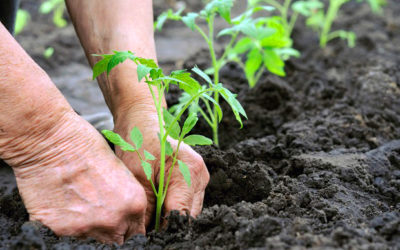 Como realizar corretamente o plantio de mudas de plantas