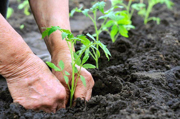 Como realizar corretamente o plantio de mudas de plantas