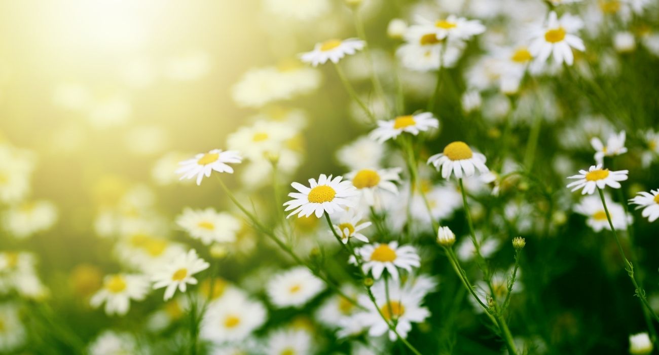 Como plantar camomila passo a passo