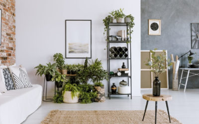 5 dicas de decoração com plantas