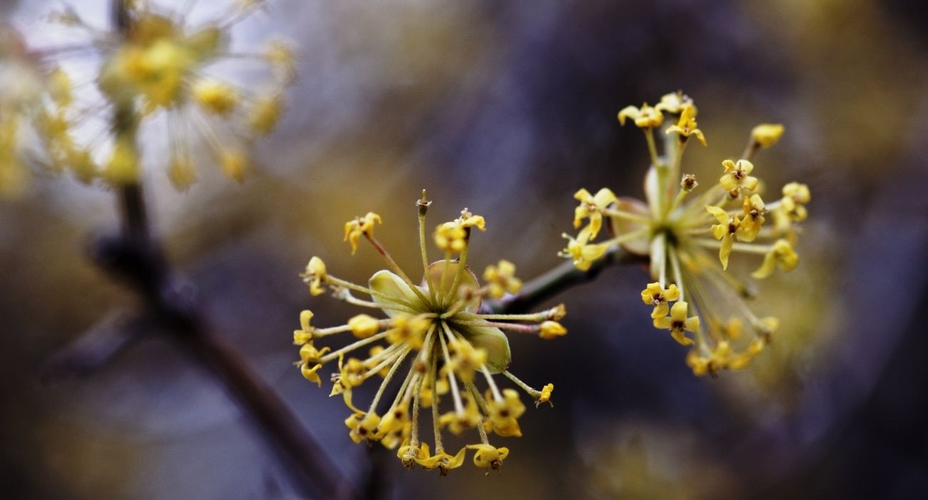 Plantas no Inverno: 7 cuidados essenciais