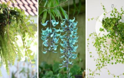 Plantas pendentes: 15 opções e como cuidar