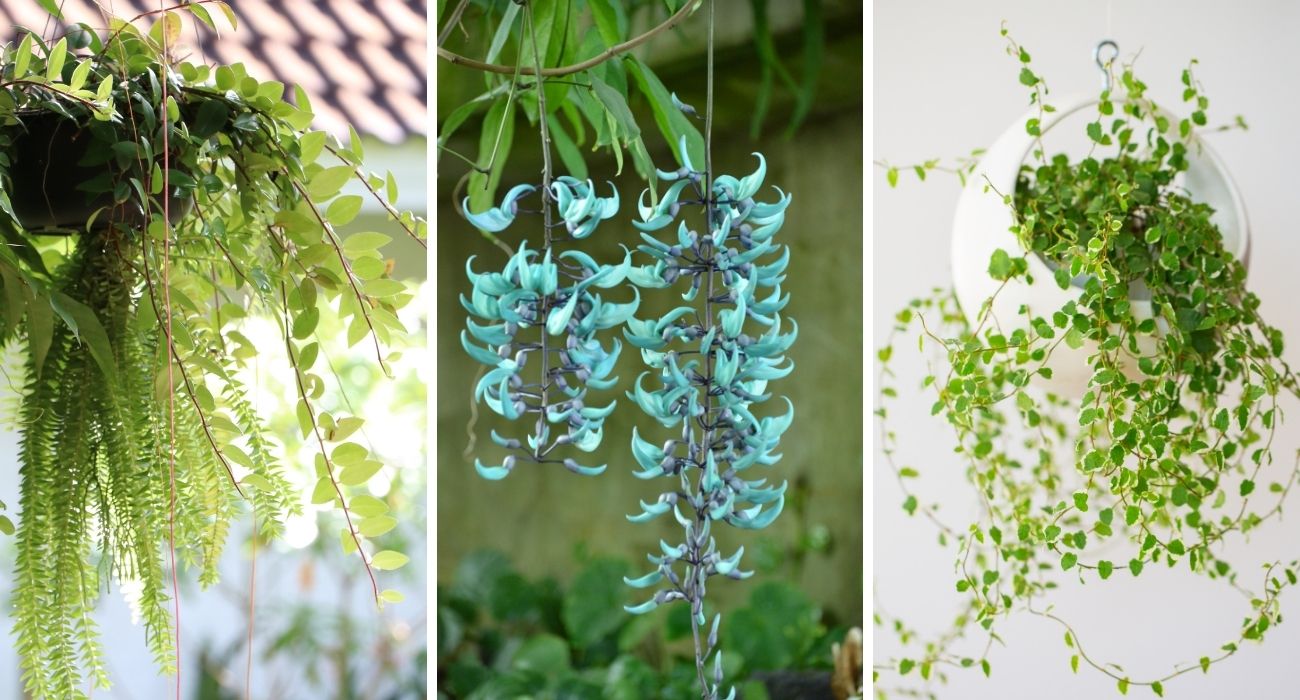 Plantas pendentes: 15 opções e como cuidar