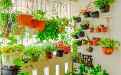 Plantas com falta de sol: como reconhecer?