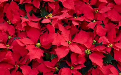 Poinsettia: aprenda a cuidar da flor-do-natal