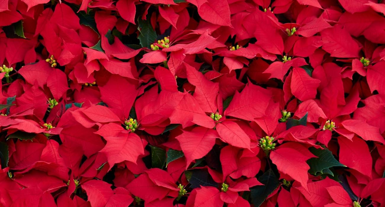 Poinsettia: aprenda a cuidar da flor-do-natal