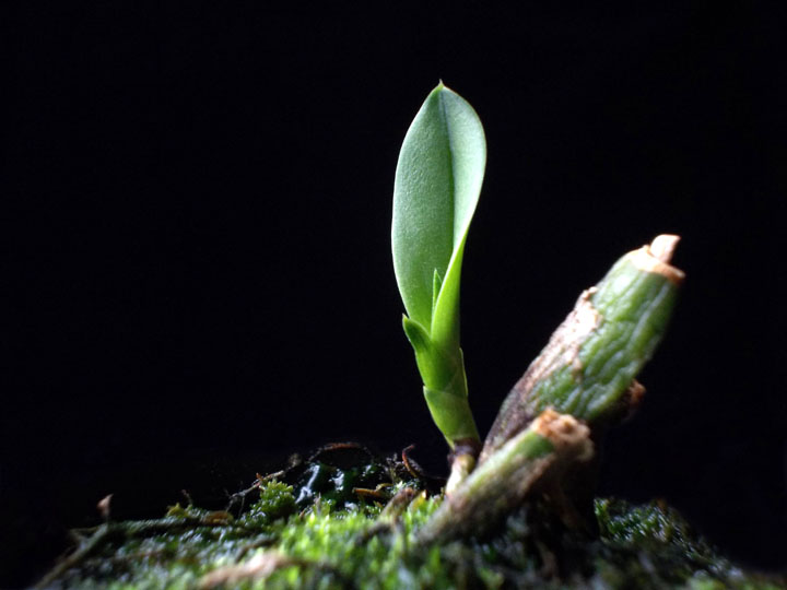 3 cuidados com as orquídeas na chegada da primavera