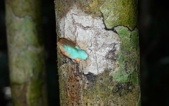 Agromineração: Plantas hiperacumuladoras de metais