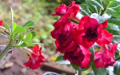 Como fazer substrato para rosas do deserto