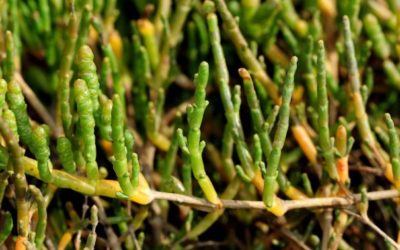 Conheça o Sal Verde, primeiro sal de origem vegetal do Brasil