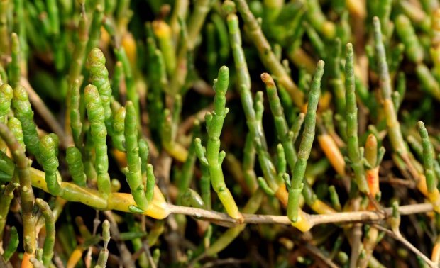 Conheça o Sal Verde, primeiro sal de origem vegetal do Brasil