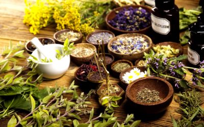 15 plantas medicinais que você pode ter no jardim