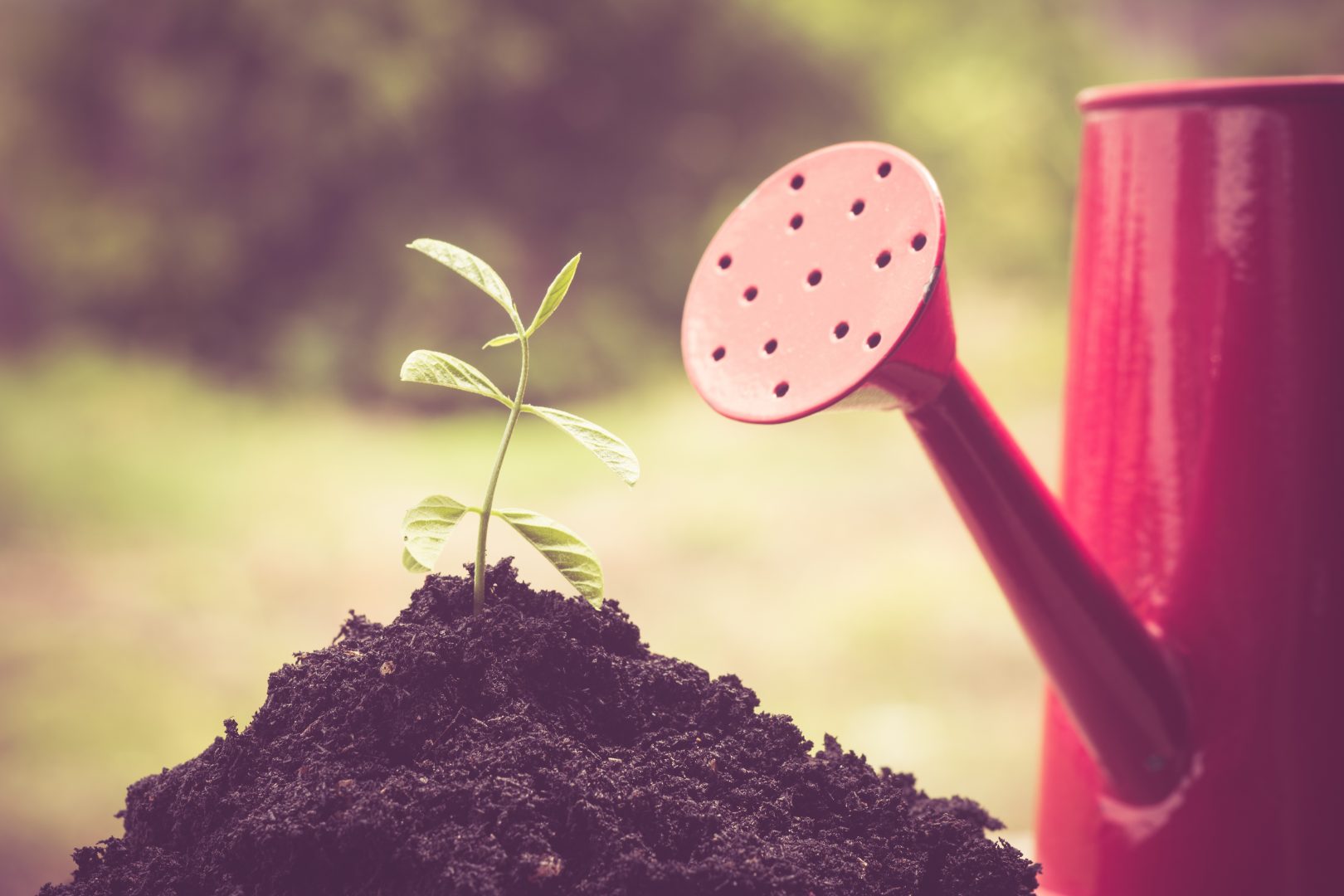 Saiba como preparar um fertilizante natural ou biofertilizante