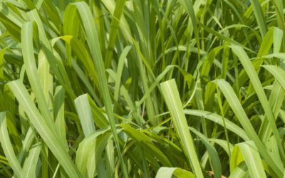 Como plantar e cultivar citronela