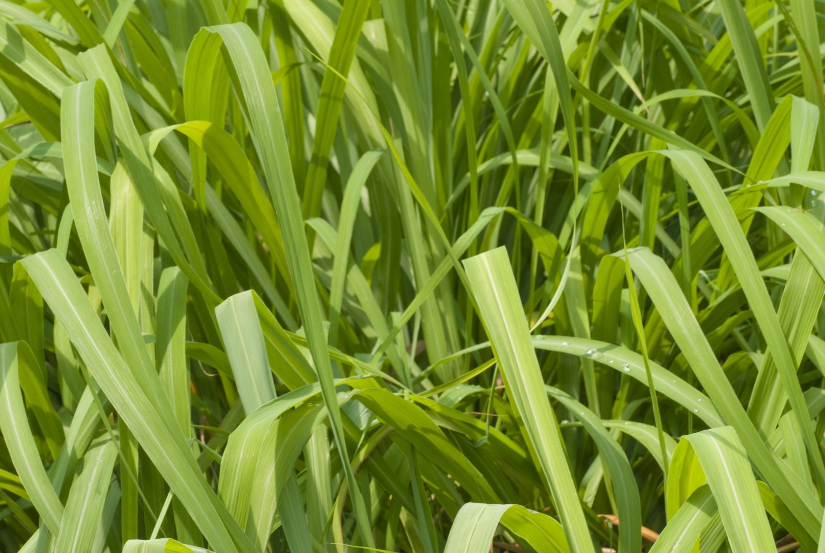 Como plantar e cultivar citronela