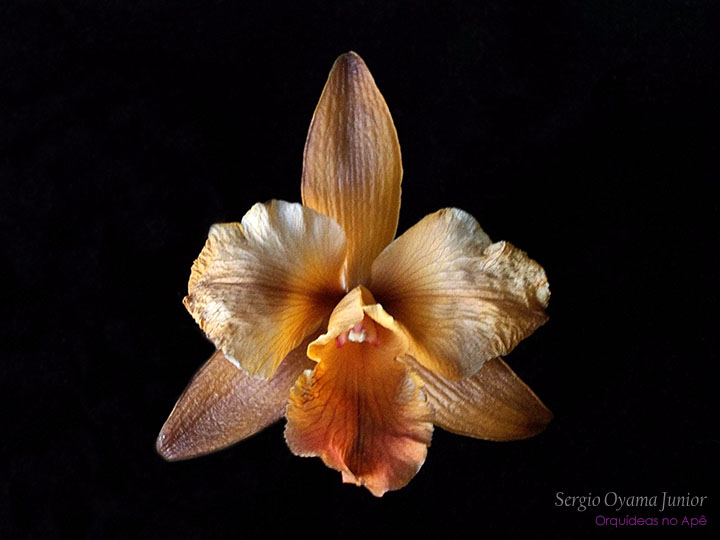 3 dicas de como cuidar das orquídeas após a floração - Tropical Estufas  Agrícolas | Hidroponia | Filme Agrícola | Tela Agrícola | Plástico para  Estufa