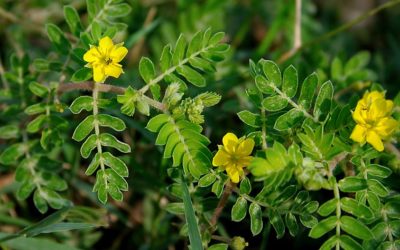 Tribulus Terrestris e suas propriedades