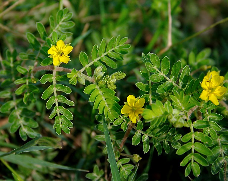 Tribulus Terrestris e suas propriedades