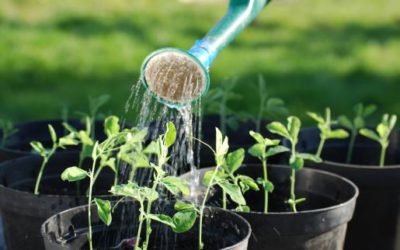 Entenda a sigla NPK e saiba como eles afetam as plantas