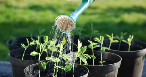 Entenda a sigla NPK e saiba como eles afetam as plantas