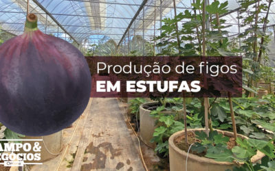 Figos em estufas: como produzir?