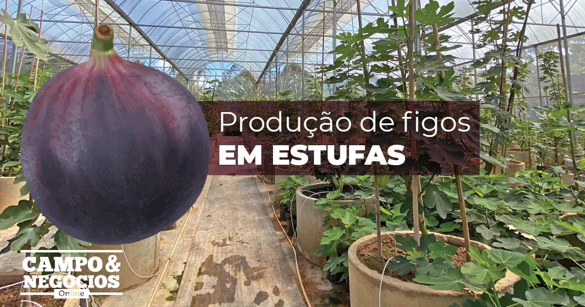 Figos em estufas: como produzir?