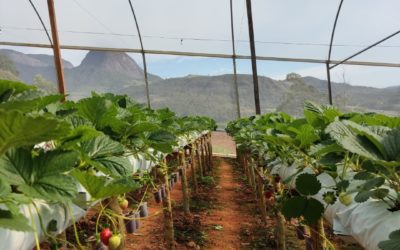 Vantagens e benefícios do cultivo de MORANGO em ESTUFA com SLABS