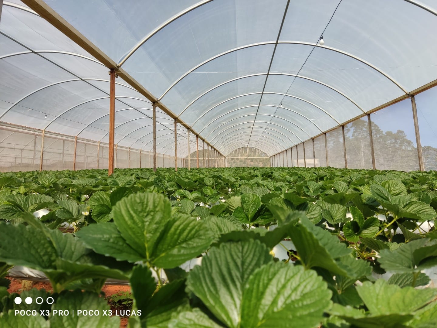 Vantagens e benefícios do cultivo de MORANGO em ESTUFA com SLABS Tropical Estufas Agrícolas