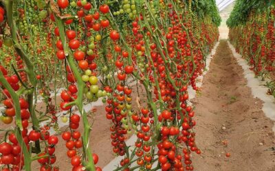 Como fazer o MANEJO inicial do CULTIVO DE TOMATES?