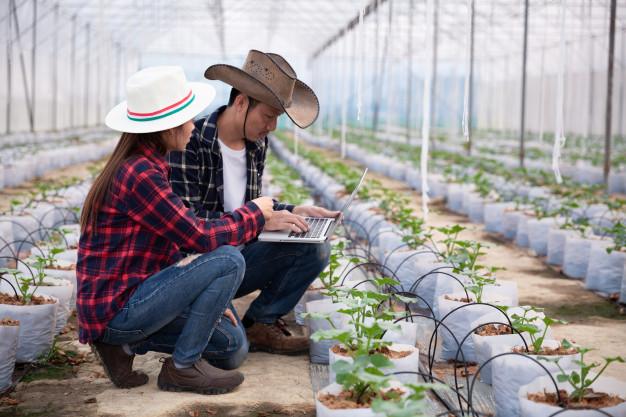 Pesquisas Agrícolas