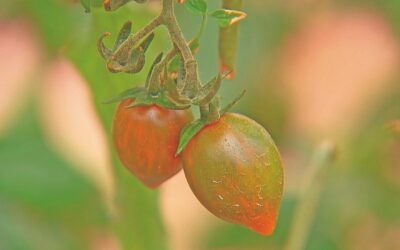 Produtores investem em tomates gourmet