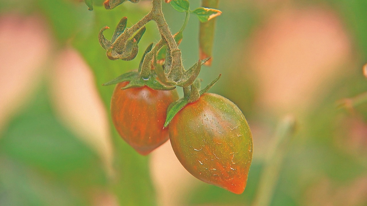 Produtores investem em tomates gourmet