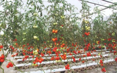 Tomate em cultivo protegido