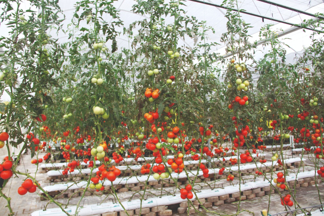 Tomate em cultivo protegido