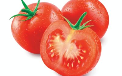 Cientistas propõem práticas ecológicas para o tomate