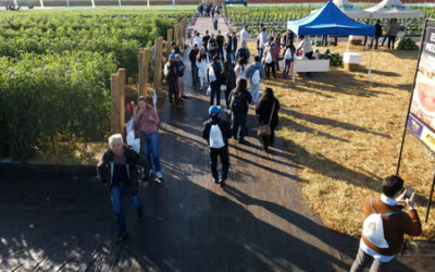 Horticultura em alta: público do Open Field Day da Agristar cresce mais de 38%