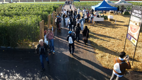 Horticultura em alta: público do Open Field Day da Agristar cresce mais de 38%