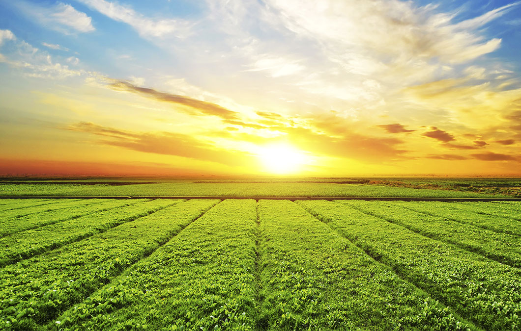 O futuro da agricultura