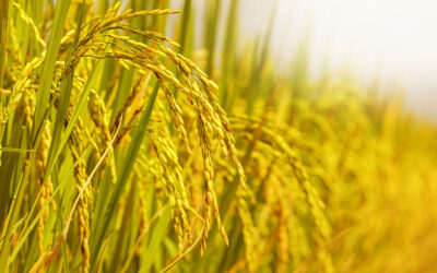 Sustentabilidade é pauta de painel na Abertura Oficial da Colheita do Arroz