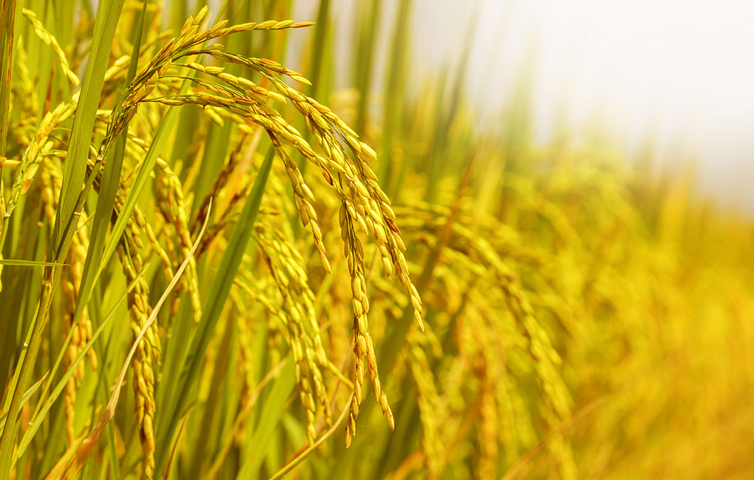 Sustentabilidade é pauta de painel na Abertura Oficial da Colheita do Arroz