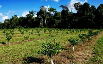 Citricultura terá mapeamento de estoques de carbono