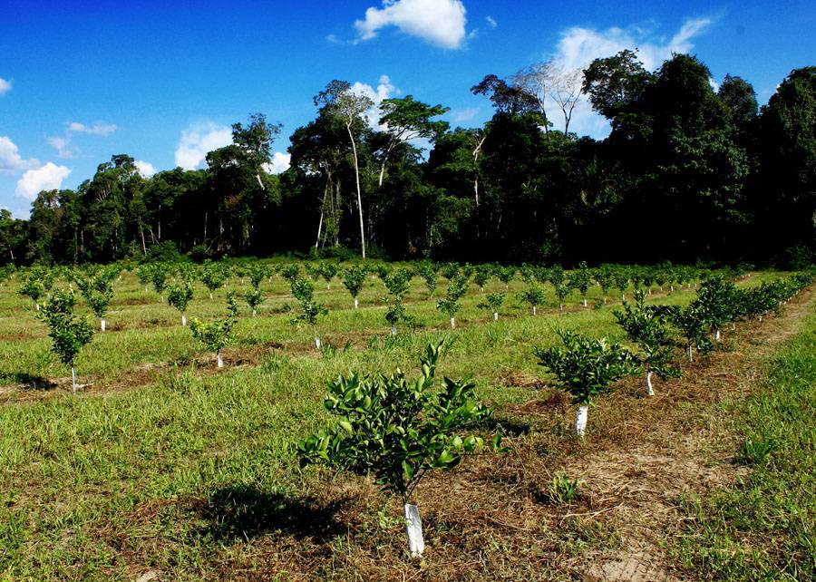 Citricultura terá mapeamento de estoques de carbono