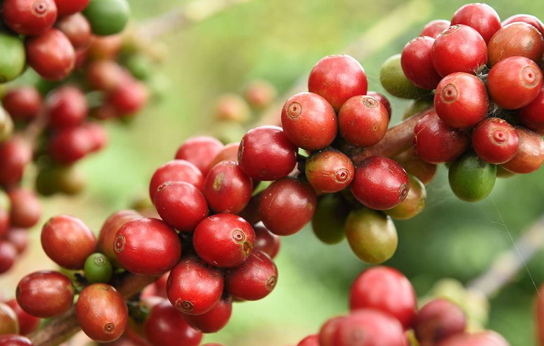 Produção sustentável de cafés especiais