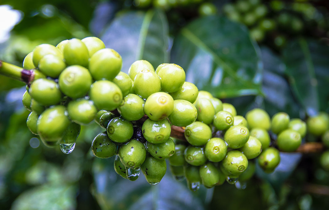 Café brasileiro: exemplo para o agronegócio