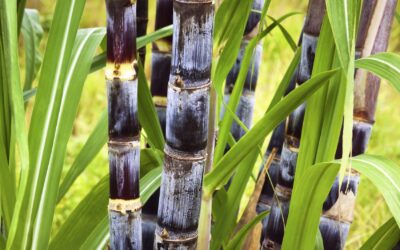 Biogás: fator de redução da pegada de carbono do setor sucroenergético