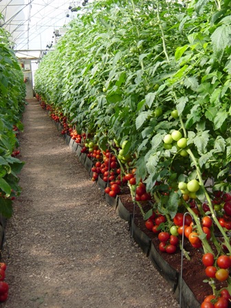 Carrossel holandês em estufas – Produtividade garantida